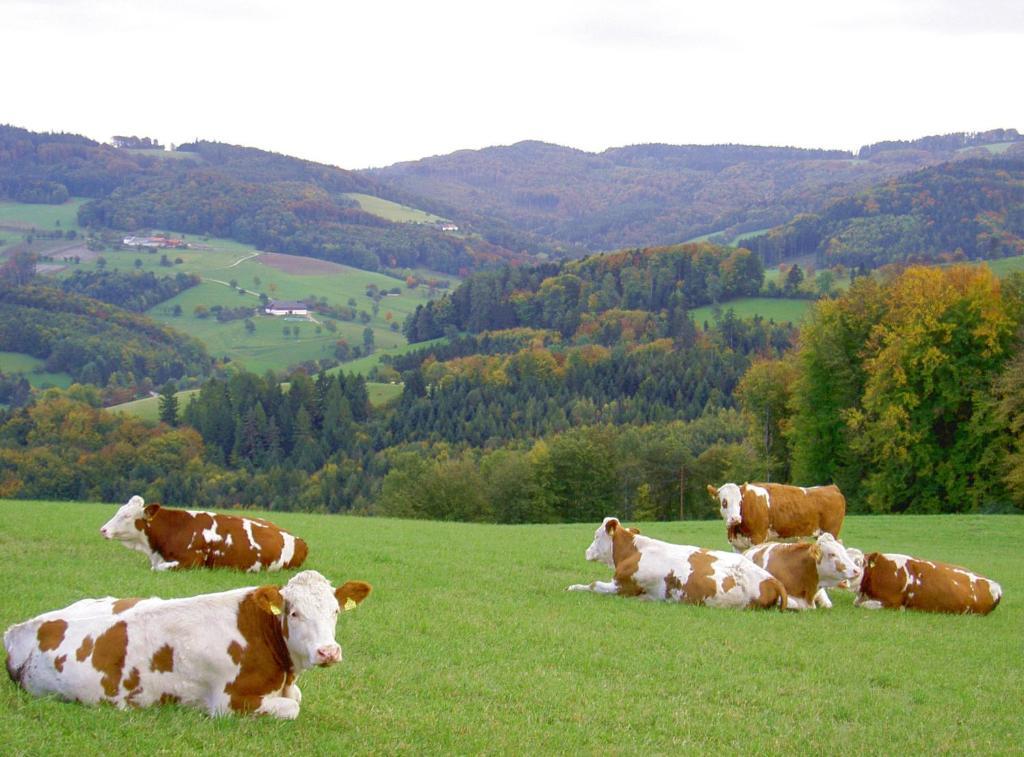 Willa Goelsenhof - Fam. Buechinger Wald  Zewnętrze zdjęcie